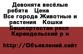 Девонята весёлые ребята › Цена ­ 25 000 - Все города Животные и растения » Кошки   . Башкортостан респ.,Караидельский р-н